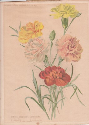 1900 Winter Fließende Nelke Collingridge Lithographie Druck Pflanze Farbplatte