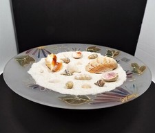 Sea Shell Lot - Award Winning Collection - Collector/Table Decoration/Crafts 11