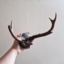 Antique Wall Hanging Roe Deer Antlers