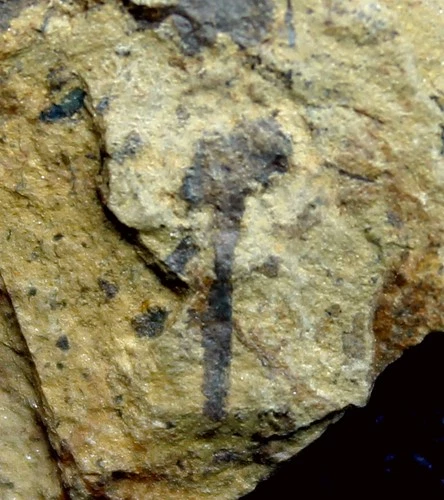 Cooksonia caledonica -   Complete with sporangium oldest Silurian plant
