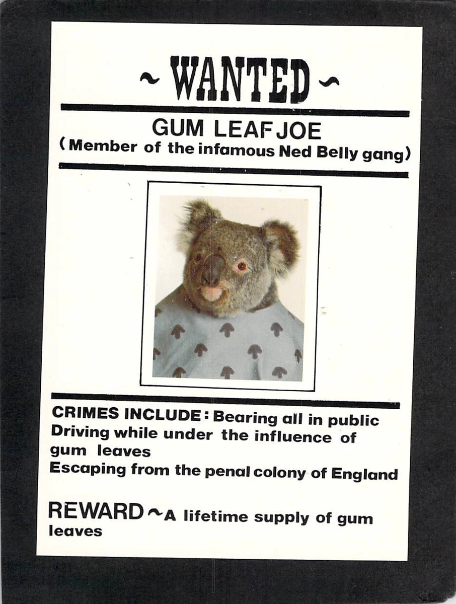 B3136 Australia Humour Koala Wanted Gum Leaf Joe postcard