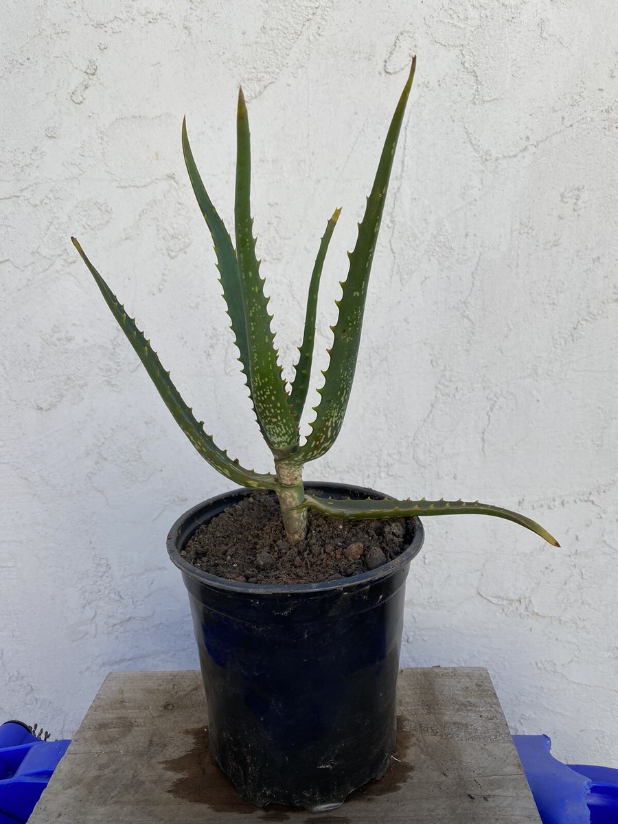 behawe aloe vera gel Aloe Vera Hair Gel