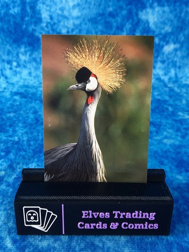 The World Famous San Diego Zoo Animals of the Wild SINGLE Non-Sport Trading card - Picture 67 of 194