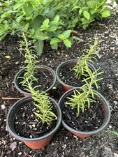 4 Rosemary Plants Live well rooted Herb 4-5 Inch Tall