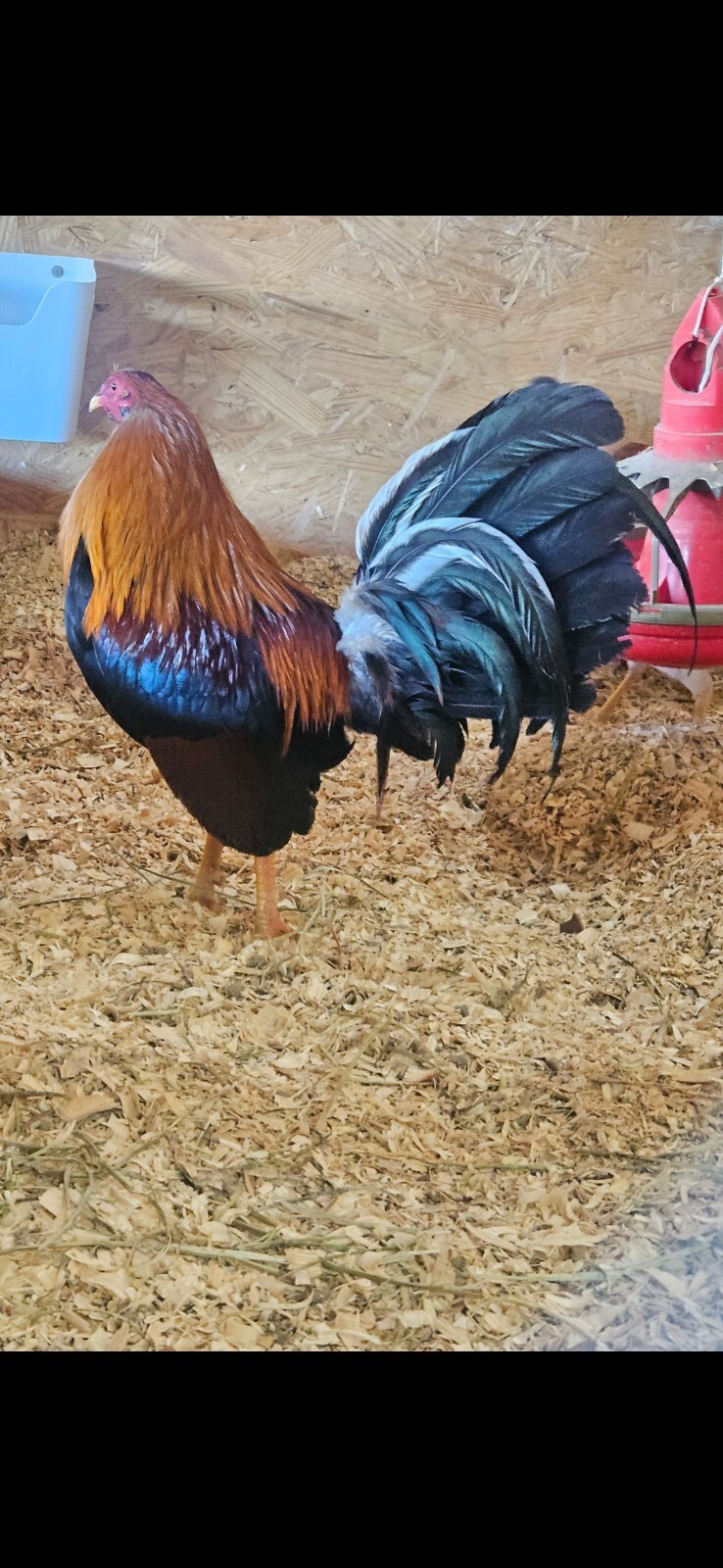 Possum sweater (blackwater line) 6 + hatching eggs game fowl eBay