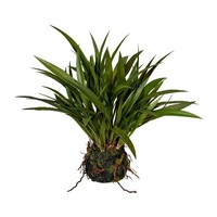 Artplants Kunst Gras Chinaschilf Simvo, Erdball, Wurzeln, GrüN, 35Cm