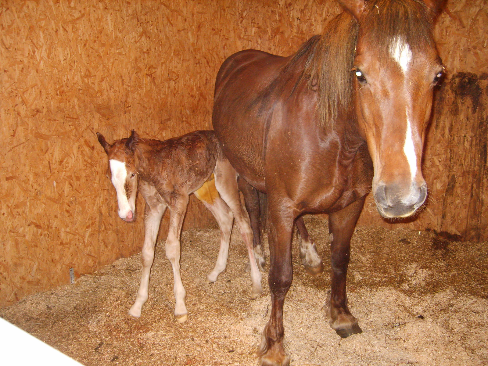 REAL, USED, LUCKY HORSESHOES...original, and authentic, from Yorkshire