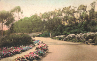 Palos Verdes CA Flower Bordered Hand Colored Albertype Old Vintage Postcard 702