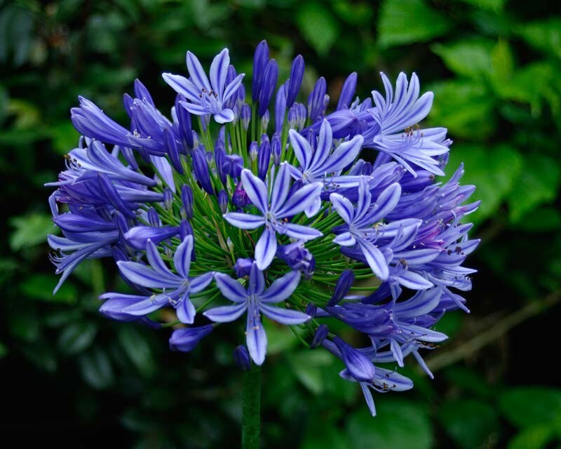 Lirio de joyería azul flor del amor Agapanthus praecox lirio africano 10+ sem...