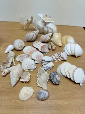 Assorted Seashells 56 Pieces Approximately 