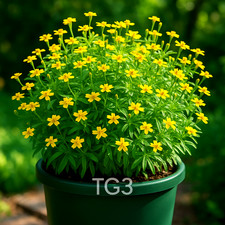 MEXICAN MINT 20 SEEDS MOSQUITO REPELLING HEIRLOOM NON-GMO FREE SHIP