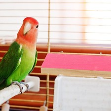 Small Animal Platform Parrot Cage Accessory Rest Perch Bird Platforms Cages