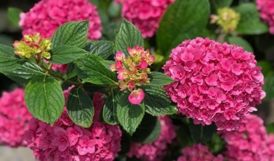 **RUBY BLOSSOM**Hydrangea Starter Plant**USA Seller**