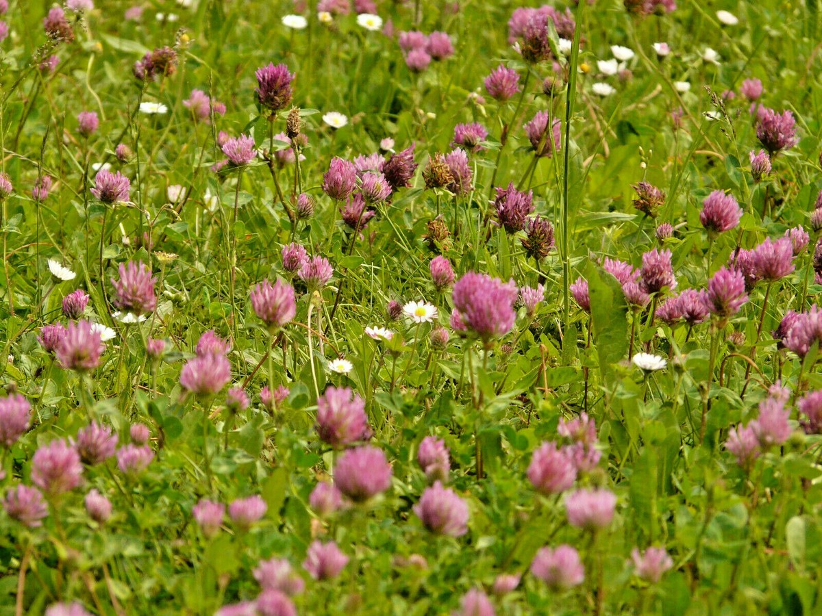 Hasengras & Weide Kaninchengarten Tierfutter Gras Nagergarten 🐇 -10m²