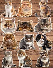 Shorthair Cat Die Cut Stickers Set Laptop Sticker Waterbottle Sticker