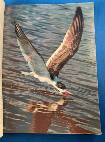 AUDUBON Magazine, July 1971 Volume 73, #4, Cutwater Birds, Snakes, Canyonlands - Picture 4 of 5
