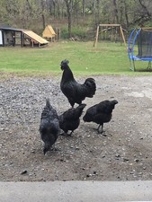 Ayam Cemani Hatching Eggs   