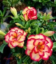 Adenium Obesum Desert Rose "Tongkum " 5 seeds very fresh viable