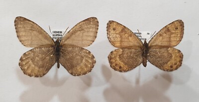 OENEIS ALPINA EXCUBITOR pair from ALASKA.  TOP RARITY !!!