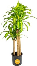 Extra Large Dracaena Mass Cane - 4-5 Ft Tall Indoor
