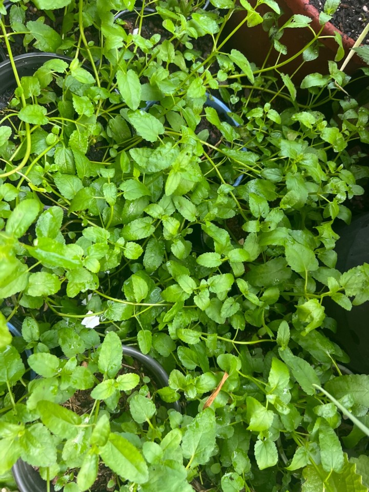 Rau Ram/ Dragon Bean-dau rong- Okra/ Vietnamese basil-Japanese/Chine ...
