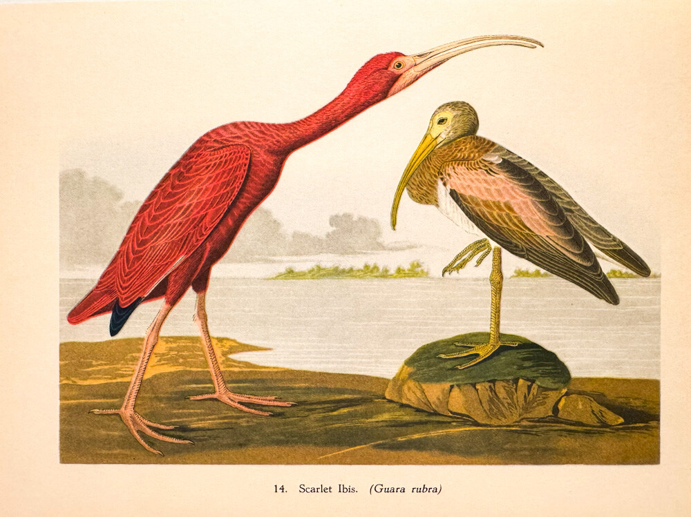 RED SCARLET IBIS ~ Antique 1940s Audubon Birds of America Wall