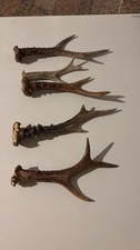Corna ,palchi trofei di capriolo singoli lotto