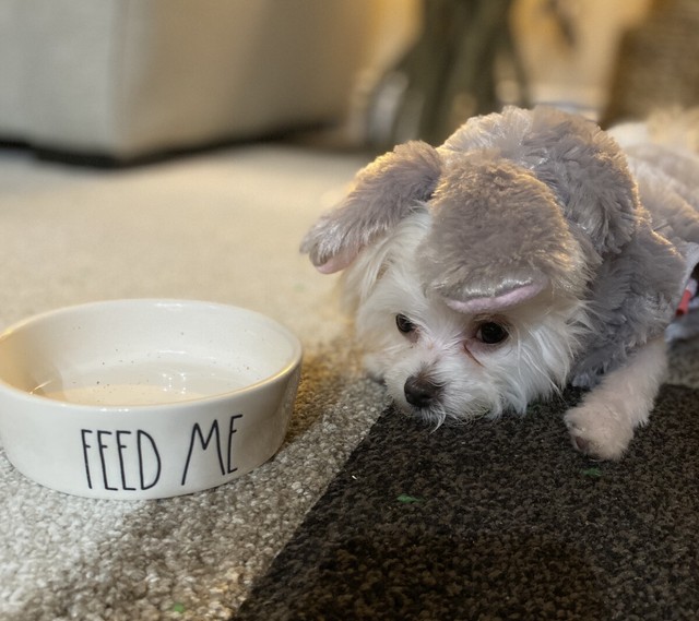 rae dunn dog water bowl