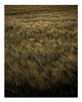 Poster Wandkunst mit ruhigem Weizenfeld Die Ruhe der Natur Fotografie