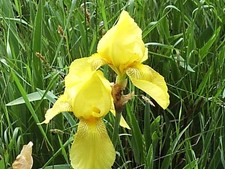Tall Bearded Iris, 3 Rhizomes, Bright Yellow, Heirloom, About 35" Tall
