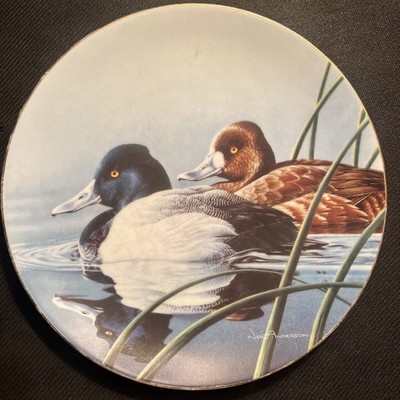 The Lesser Scaup by Neal Anderson