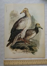 Vogeldrucke aus der Vergangenheit Nr. 5 - Seeadler
