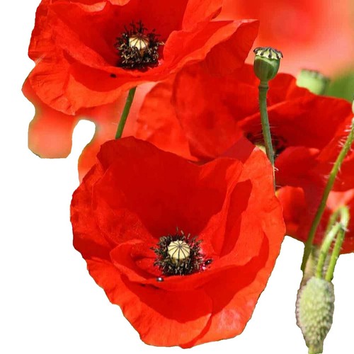 600 Red Poppy Seeds for Planting Grow Exotic Red Poppy | eBay
