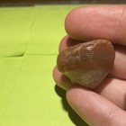 Banded Lake Superior Agate 0.49 oz — photo 3