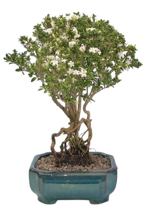 Mount Fuji Serissa Foetida Bonsai Tree 10