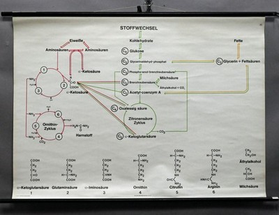 old pull-down wall chart, metabolism, ornithine, biology, chemistry