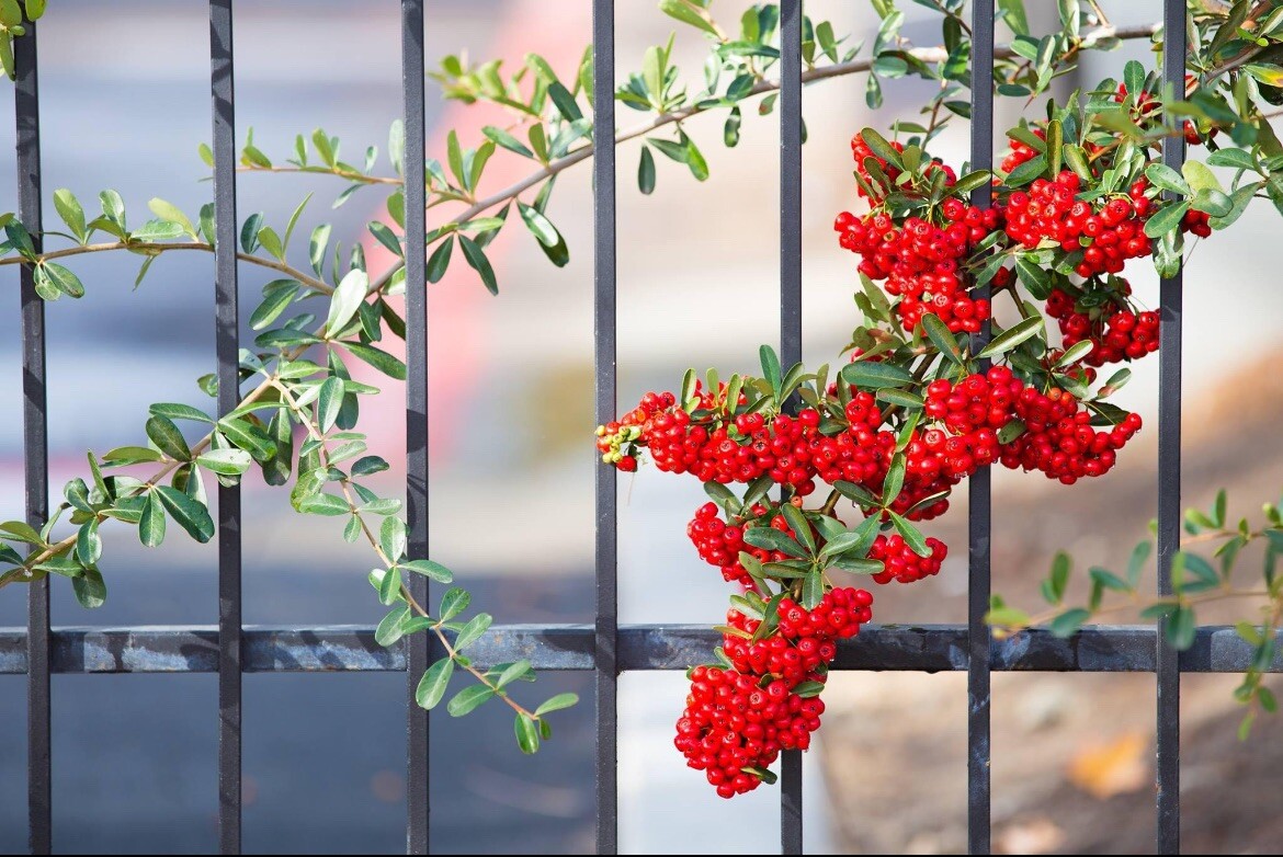 Pyracantha Berries, Firethorn - 50 Seeds 2025 - USA | eBay