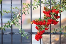 Pyracantha Berries, Firethorn - 50 Seeds 2025 - USA