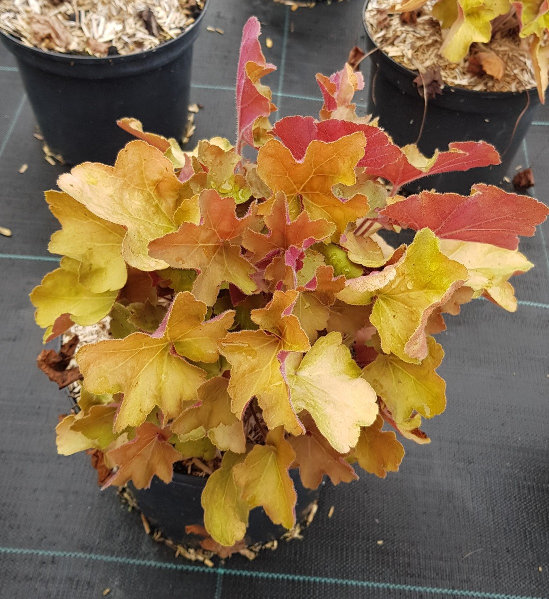 Heuchère Caramel au feuillage orange cuivré et grand pot de 4L