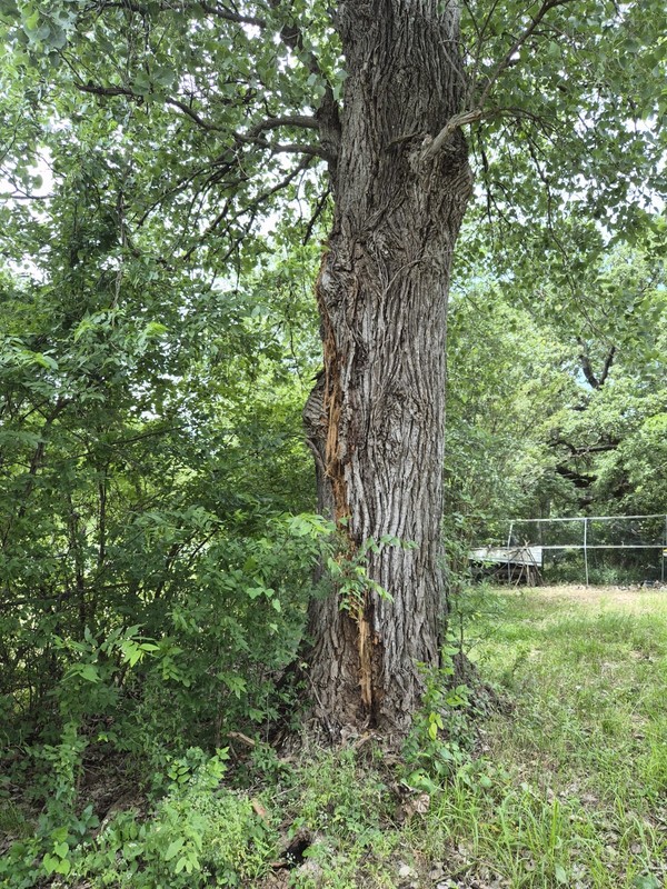  Lightning Struck Tree Bark 