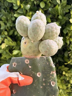 Rare Cactus Grafted   