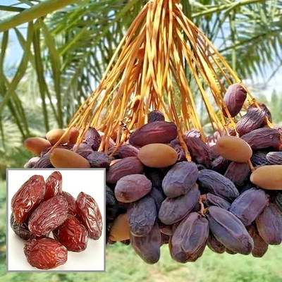 500+ Deglet Noor Date Palm Seedss (Phoenix dactylifera) For Planting