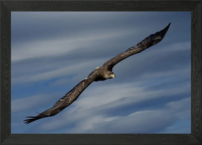 Fliegender Adler gerahmtes Wandbild Poster Leinwanddruck Bild