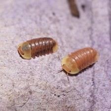 10 Blonde Rubber Ducky Isopods LAG