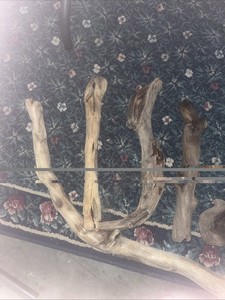 5 Pieces Of Pacific Northwest Driftwood From Whidbey Island