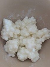 organic milk kefir grains live cultures to make your own probiotic Kefir. With i