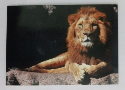 1993 CARDz San Diego Zoo Trading Cards (Pick Your Card) - Picture 12 of 221