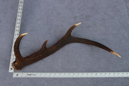 CUERNO, CUCHILLO, TALLA, MASTICABLE, TAXIDERMIA NATURALMENTE DERRAMADO DE CIERVO ROJO SALVAJE (CUERNO, CUCHILLO, TALLA, MASTICABLE) - Imagen 12 de 12