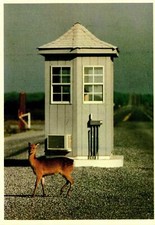 Postcard The Sika Deer Continental card