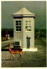 Postcard The Sika Deer Continental card